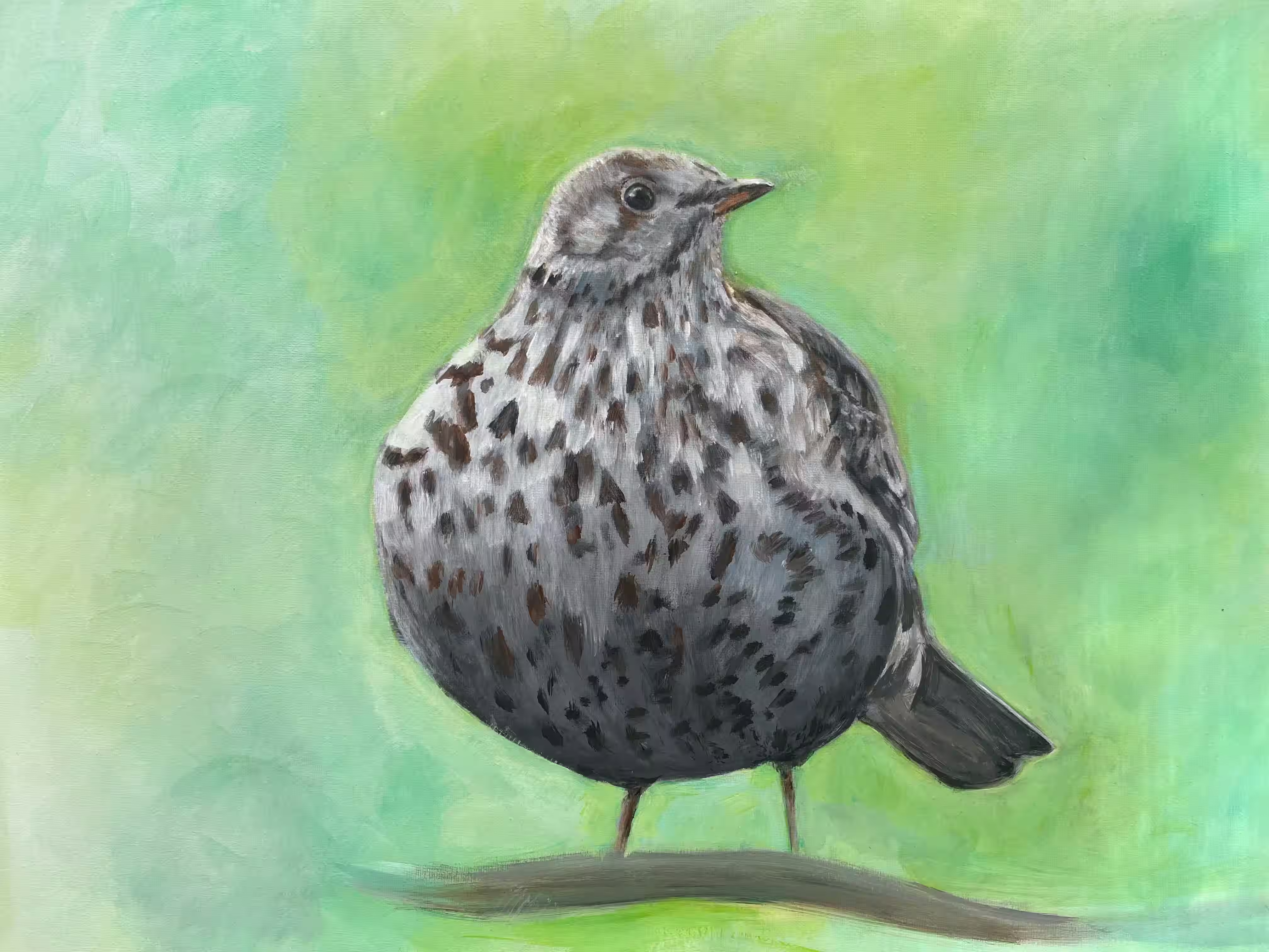 Dikke lijster - Acryl op canvas Dikke lijster - Acryl op canvas